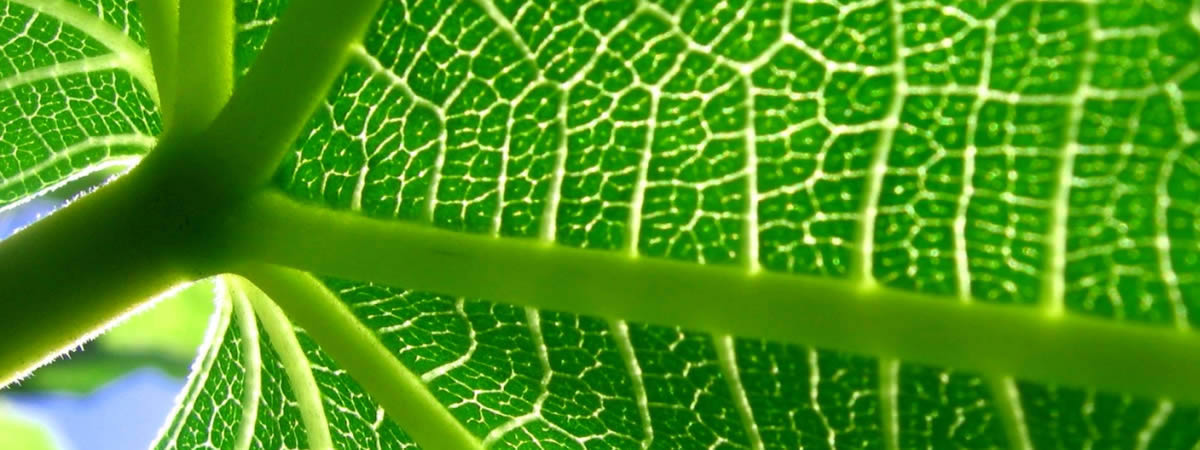 ide/green-leaf.jpg